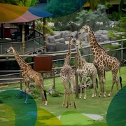 Saída Pedagógica – Animália Park